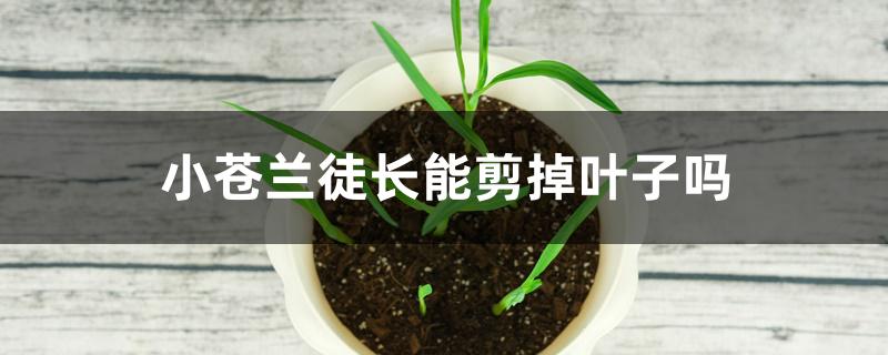 小苍兰徒长能剪掉叶子吗 小苍兰徒长能剪掉叶子吗