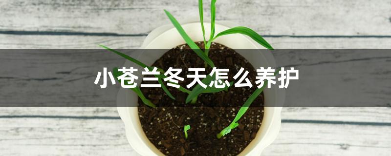 小苍兰冬天怎么养护 小苍兰冬天怎么养护