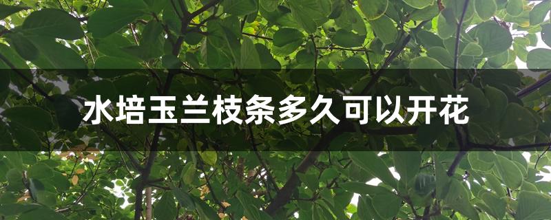 水培玉兰枝条多久可以开花 水培玉兰枝条多久可以开花