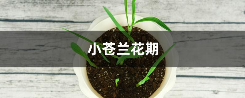 小苍兰花期 小苍兰花期