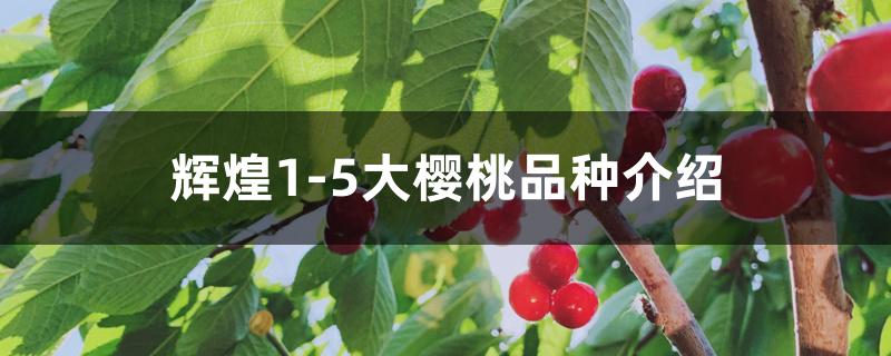 辉煌1-5大樱桃品种介绍 辉煌1-5大樱桃品种介绍