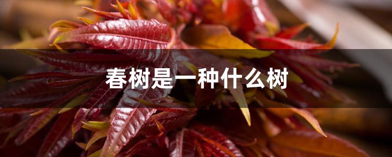 春树是一种什么树 春树是一种什么树