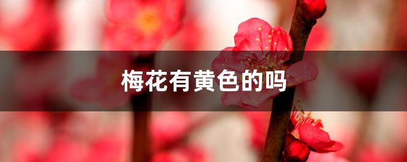 梅花有黄色的吗 梅花有黄色的吗