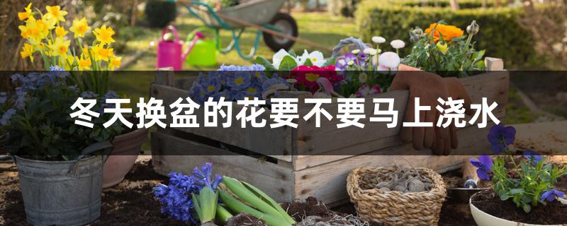 冬天换盆的花要不要马上浇水 冬天换盆的花要不要马上浇水