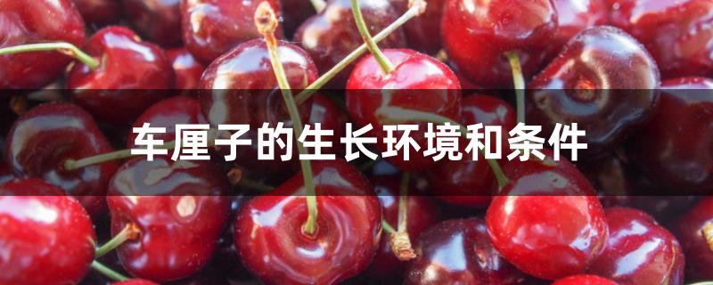 车厘子的生长环境和条件 车厘子的生长环境和条件
