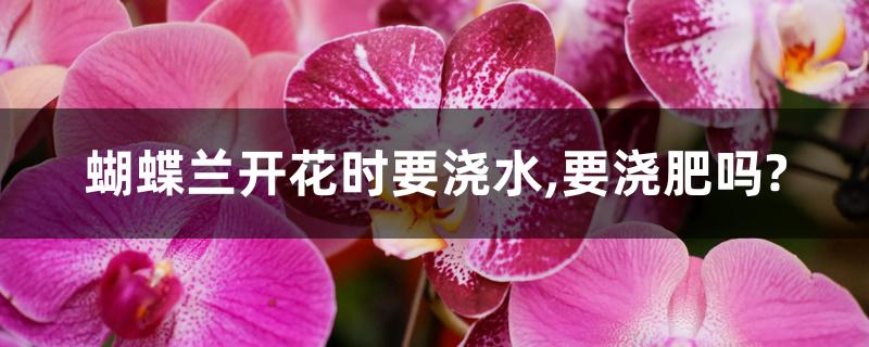 蝴蝶兰开花时要浇水,要浇肥吗?