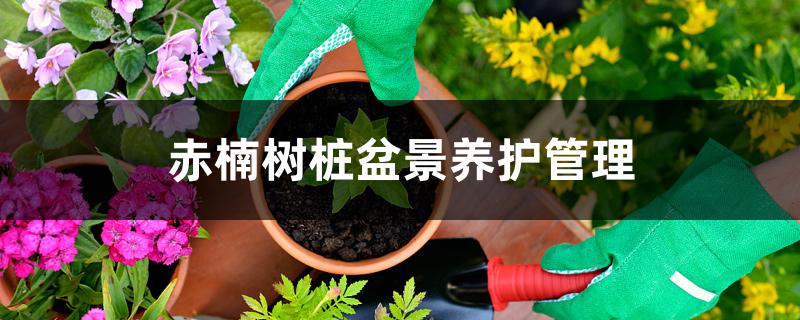 赤楠树桩盆景养护管理 赤楠树桩盆景养护管理