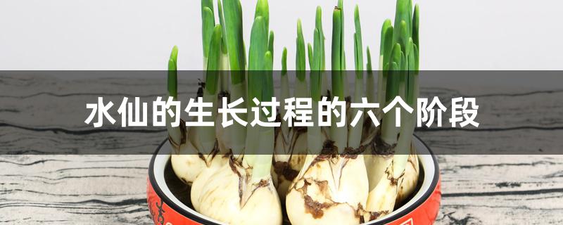 水仙的生长过程的六个阶段 水仙的生长过程的六个阶段