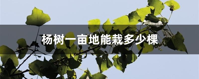 杨树一亩地能栽多少棵 杨树一亩地能栽多少棵