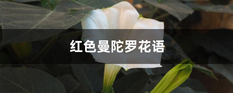 红色曼陀罗花语 红色曼陀罗花语