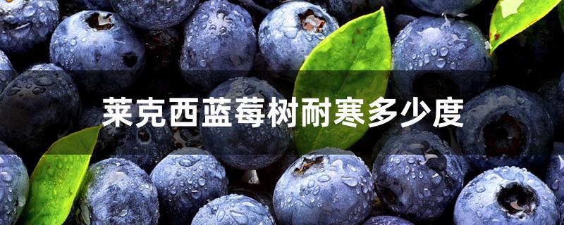 莱克西蓝莓树耐寒多少度 莱克西蓝莓树耐寒多少度