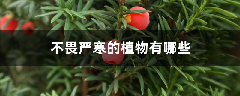 不畏严寒的植物有哪些 不畏严寒的植物有哪些