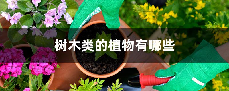 树木类的植物有哪些 树木类的植物有哪些