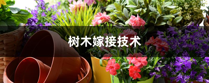 树木嫁接技术 树木嫁接技术