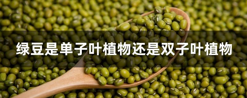 绿豆是单子叶植物还是双子叶植物 绿豆是单子叶植物还是双子叶植物