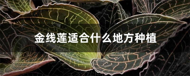 金线莲适合什么地方种植 金线莲适合什么地方种植