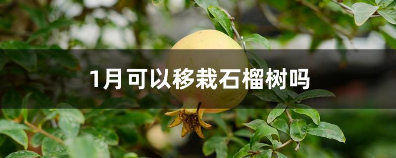 1月可以移栽石榴树吗 1月可以移栽石榴树吗