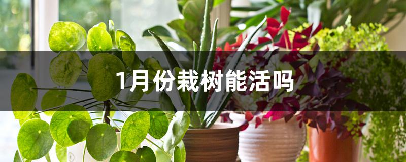 1月份栽树能活吗 1月份栽树能活吗