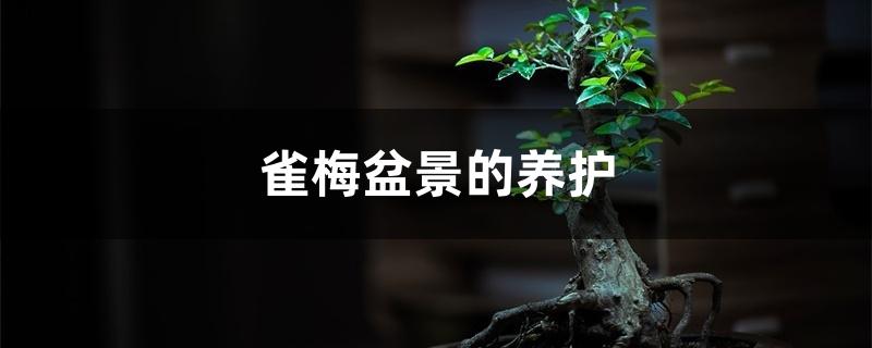 雀梅盆景的养护 雀梅盆景的养护