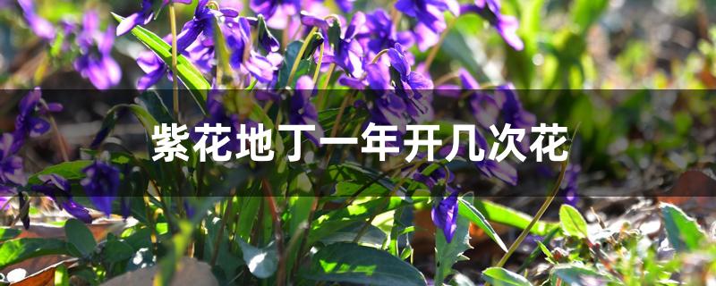 紫花地丁一年开几次花 紫花地丁一年开几次花