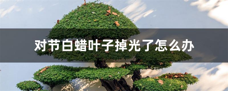 对节白蜡叶子掉光了怎么办 对节白蜡叶子掉光了怎么办