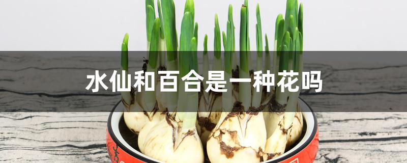 水仙和百合是一种花吗 水仙和百合是一种花吗