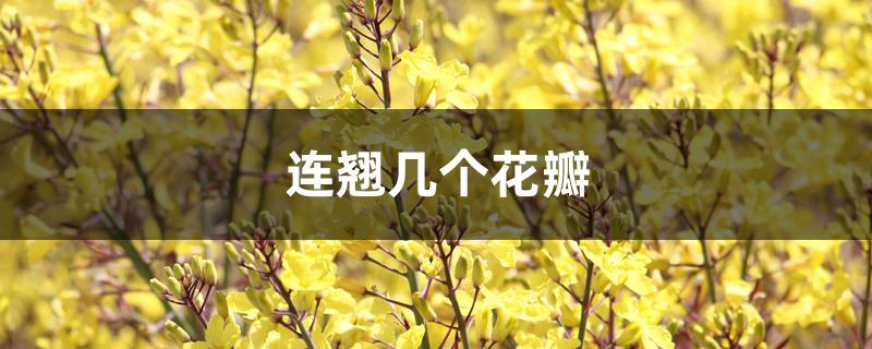 连翘几个花瓣 连翘几个花瓣