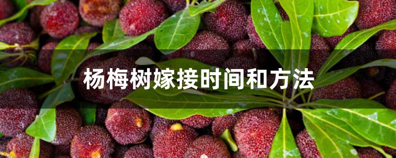 杨梅树嫁接时间和方法 杨梅树嫁接时间和方法