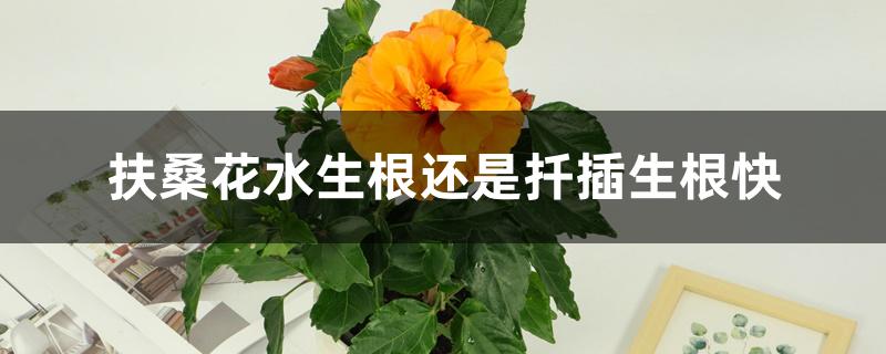 扶桑花水生根还是扦插生根快 扶桑花水生根还是扦插生根快