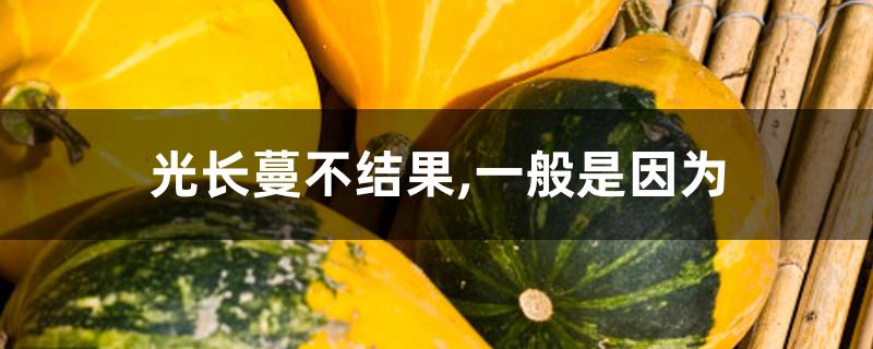 光长蔓不结果,一般是因为 光长蔓不结果,一般是因为