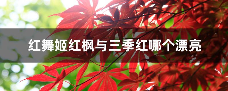 红舞姬红枫与三季红哪个漂亮 红舞姬红枫与三季红哪个漂亮