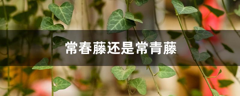 常春藤还是常青藤 常春藤还是常青藤