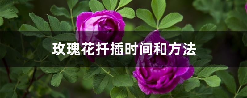 玫瑰花扦插时间和方法 玫瑰花扦插时间和方法