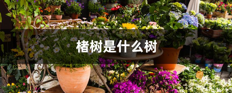 楮树是什么树 楮树是什么树