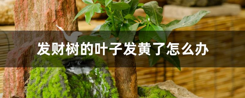 发财树的叶子发黄了怎么办 发财树的叶子发黄了怎么办
