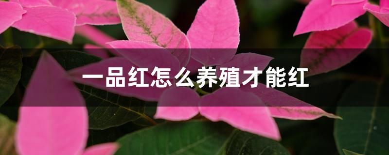 一品红怎么养殖才能红 一品红怎么养殖才能红