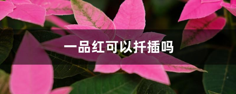一品红可以扦插吗 一品红可以扦插吗