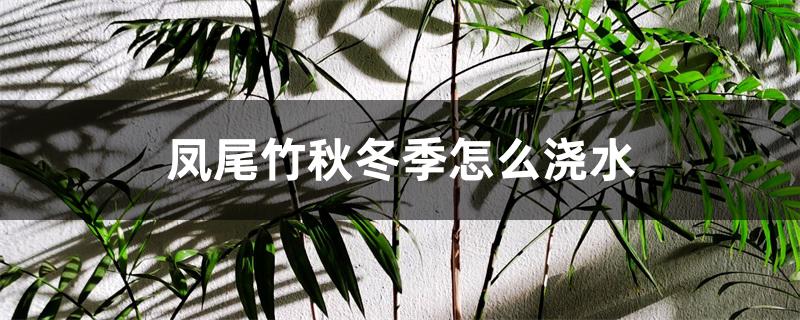 凤尾竹秋冬季怎么浇水 凤尾竹秋冬季怎么浇水
