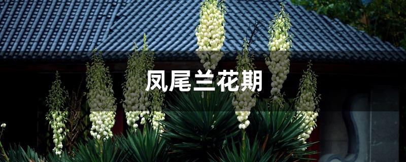 凤尾兰花期 凤尾兰花期