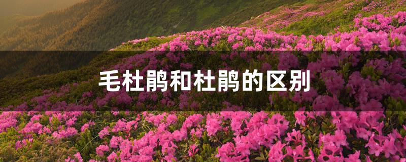 毛杜鹃和杜鹃的区别 毛杜鹃和杜鹃的区别