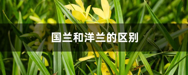 国兰和洋兰的区别 国兰和洋兰的区别
