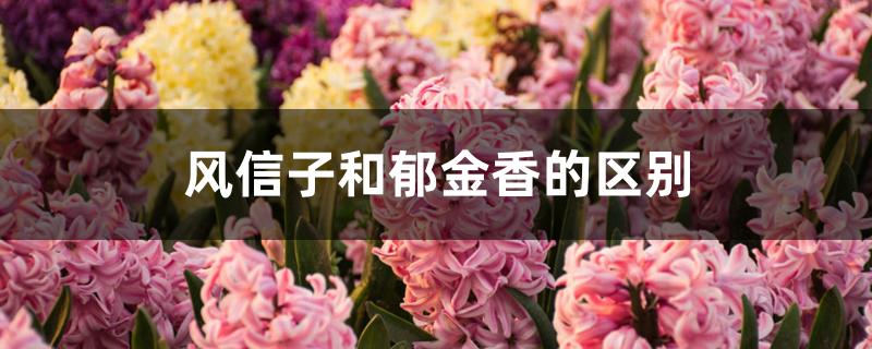 风信子和郁金香的区别 风信子和郁金香的区别