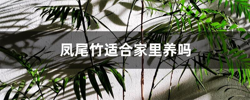 凤尾竹适合家里养吗 凤尾竹适合家里养吗