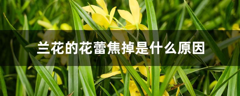 兰花的花蕾焦掉是什么原因 兰花的花蕾焦掉是什么原因