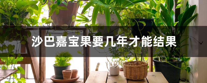沙巴嘉宝果要几年才能结果 沙巴嘉宝果要几年才能结果