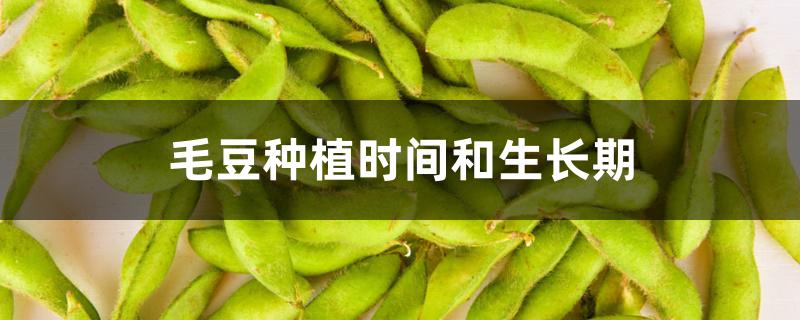 毛豆种植时间和生长期 毛豆种植时间和生长期