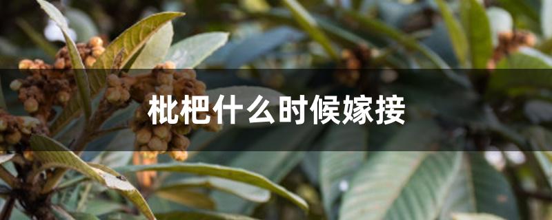 枇杷什么时候嫁接