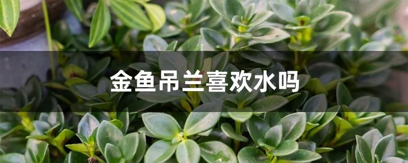 金鱼吊兰喜欢水吗 金鱼吊兰喜欢水吗