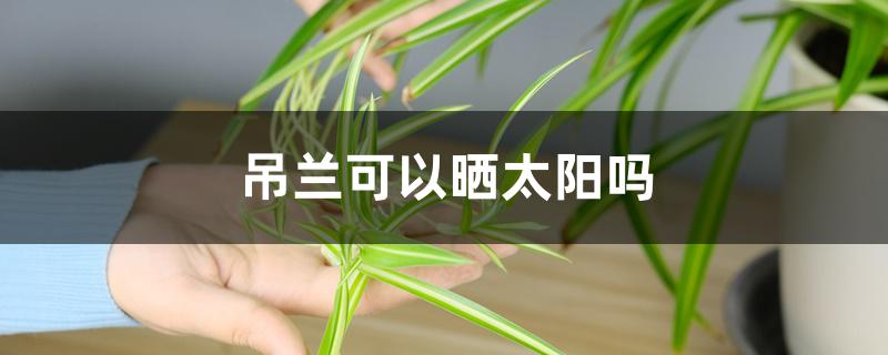 吊兰可以晒太阳吗 吊兰可以晒太阳吗