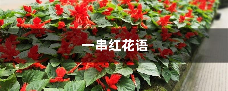 一串红花语 一串红花语